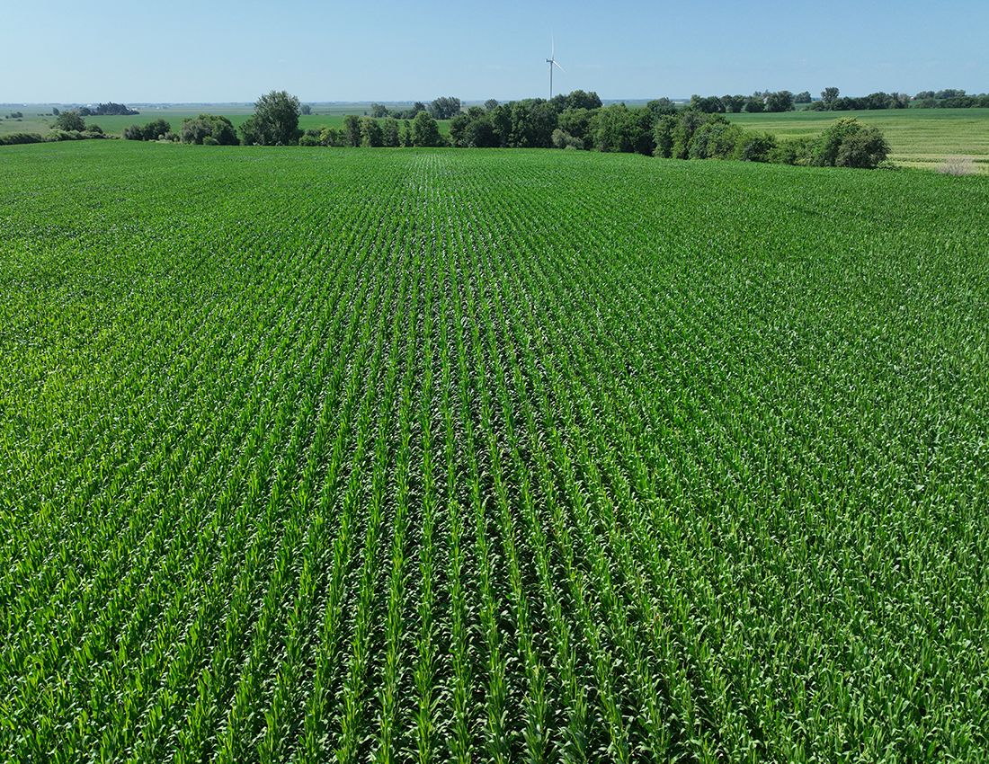 Listing Photo: Corn looking south